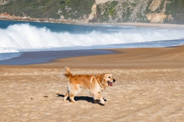 Okyanus dalgalarının yanında kumlu sahilde yürüyüp güneşli bir günün tadını çıkaran Golden Retriever 'lar.. 