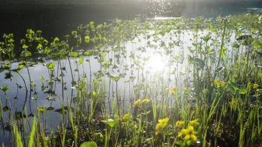 Sakin bir göle yansıyan güneş ışığı sakin bir atmosfer yaratır. Suda yemyeşil bitkiler gelişir, sahnenin doğal güzelliğini arttırır ve bir sükunet hissi uyandırır.