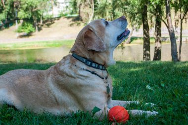 Labrador su arka planıyla parkta poz verdi