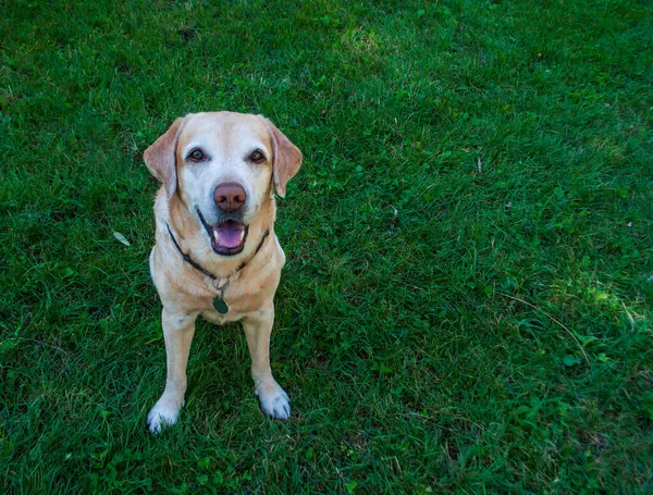 Labrador kameraya bakıyor