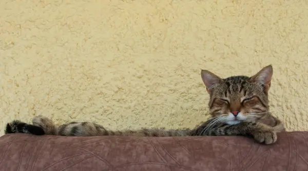 Çizgili kedi dışarıda uyuyor.