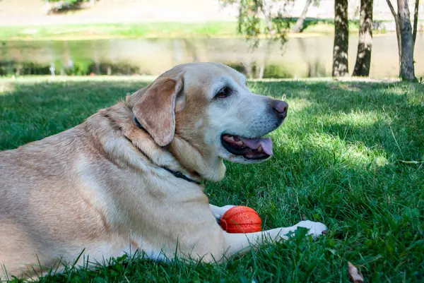Parkta gülümse Labrador.
