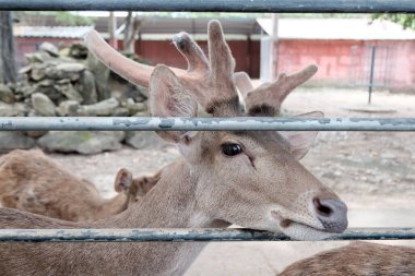 Rusa deer in the zoo in Thailand.