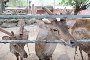 Rusa deer in the zoo in Thailand.