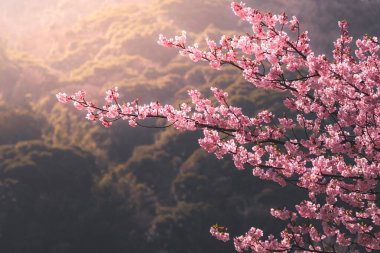 Beautiful cherry blossoms in Japan. Beautiful pink sakura.