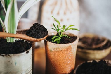 Recycle used coffee grounds, using used coffee grounds as fertilizer.