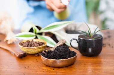 Recycle used coffee grounds, using used coffee grounds as fertilizer.