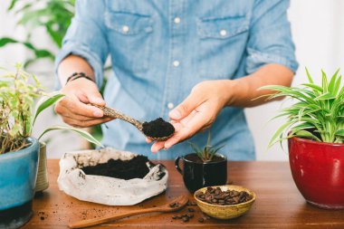 Recycle used coffee grounds, using used coffee grounds as fertilizer.