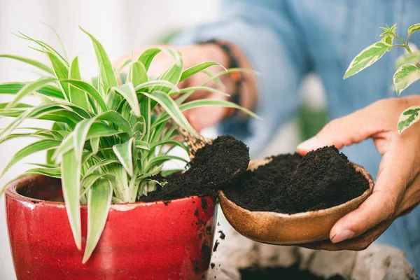 Recycle Used Coffee Grounds Using Used Coffee Grounds Fertilizer — Stock Photo, Image