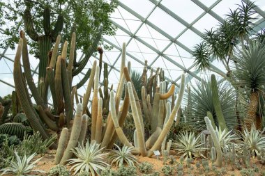 SINGAPORE - 11 Mayıs 2019 Kaktüs ve sulu bitkiler bahçede yetişiyor körfezin yanındaki bahçelerde, Singapoer 'de.