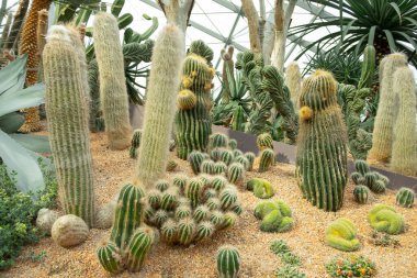 SINGAPORE - 11 Mayıs 2019 Kaktüs ve sulu bitkiler bahçede yetişiyor körfezin yanındaki bahçelerde, Singapoer 'de.