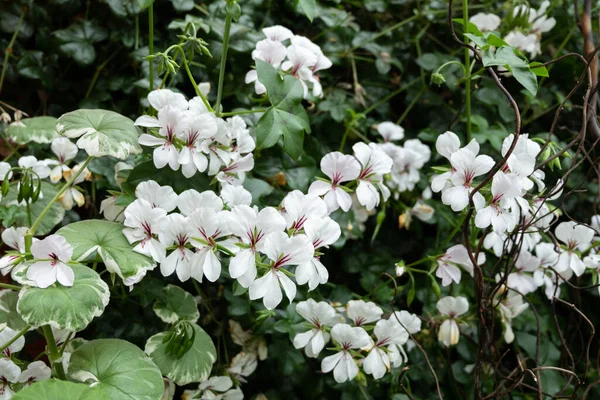 Beautiful Blossom Flowers Indoor Garden — Stock Photo, Image