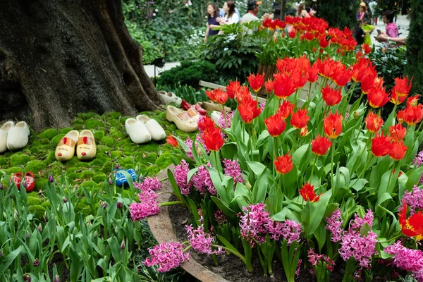 Piękne Tulipany Ogrodzie Singapurze — Zdjęcie stockowe