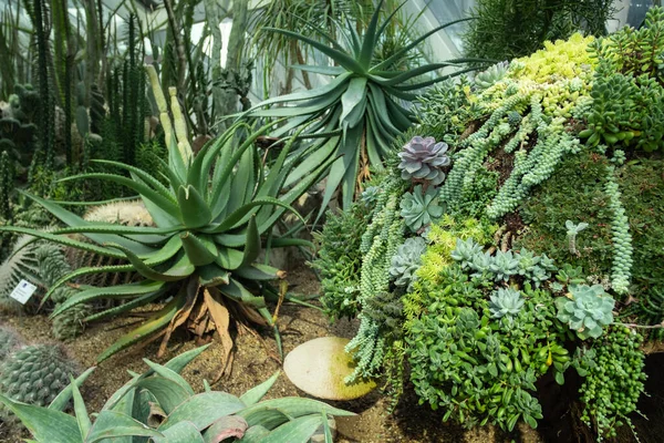 Singapur Mayo 2019 Cactus Suculentas Crecen Jardín Cúpula Flores Los — Foto de Stock