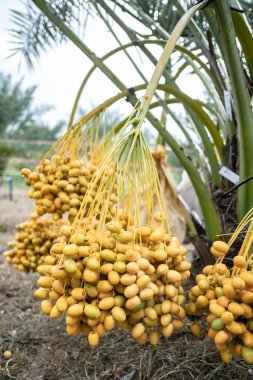 Tomurcukları birbiri üzerine dizilmiş uzun boylu hurma ağaçları yetiştirdik..