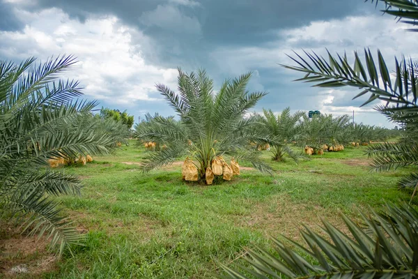 Palm Trees Dates Fruit Plantation Thailand — Stock Photo, Image