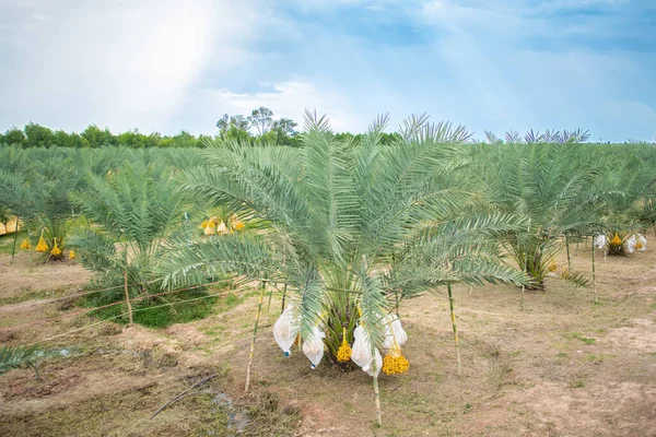 Palmiers Avec Dattes Fruits Dans Plantation Thaïlande — Photo