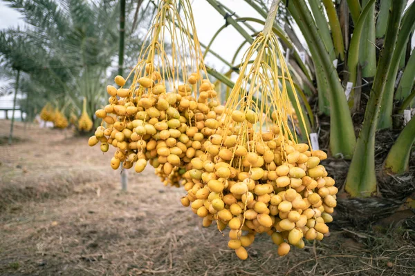 Větve Datlových Palem Palmách Plantáži Thajsku — Stock fotografie