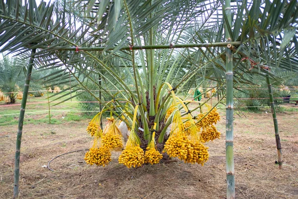 Větve Datlových Palem Palmách Plantáži Thajsku — Stock fotografie
