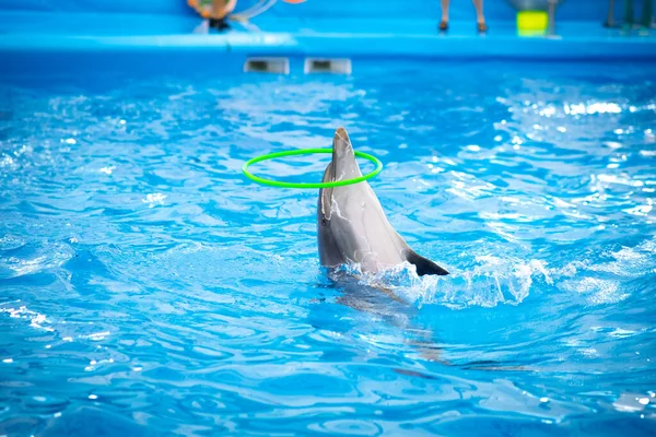 Clever Dolphin Hula Hooping Show Dolphin Show Thailand — Stock Photo, Image