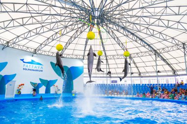 CHONBURI, THAILAND - 22 Ekim 2019: Yunuslarla birlikte Chonburi, Tayland 'daki Pattaya Yunushanesinde gösteri yaptılar. Pattaya Dolphinarium Güneydoğu Asya 'daki en iyi yunus gösterisi..