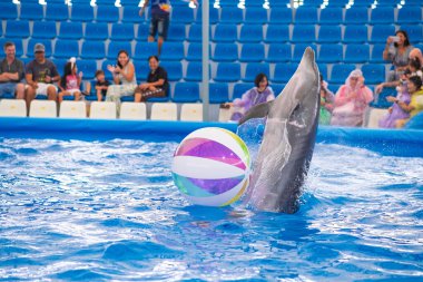 CHONBURI, THAILAND - 22 Ekim 2019: Yunuslarla birlikte Chonburi, Tayland 'daki Pattaya Yunushanesinde gösteri yaptılar. Pattaya Dolphinarium Güneydoğu Asya 'daki en iyi yunus gösterisi..