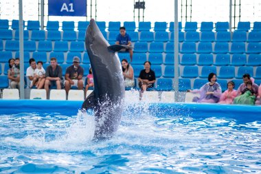 CHONBURI, THAILAND - 22 Ekim 2019: Yunuslarla birlikte Chonburi, Tayland 'daki Pattaya Yunushanesinde gösteri yaptılar. Pattaya Dolphinarium Güneydoğu Asya 'daki en iyi yunus gösterisi..