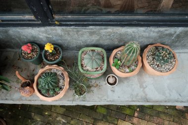 Çiçek saksısında çeşitli lezzetlerle ev dekorasyonu.