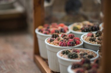 Raftaki saksılarda kaktüs bitkisi. Ev dekorasyonu concpet.