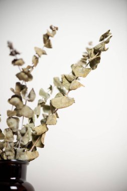 Kurumuş okaliptüs dalları ve yaprakları. Ev dekorasyonu kavramı.