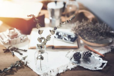 Kurumuş okaliptüs dalları ve yaprakları. Ev dekorasyonu kavramı.