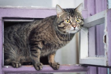 Güzel tekir kedi pencerede oturur.