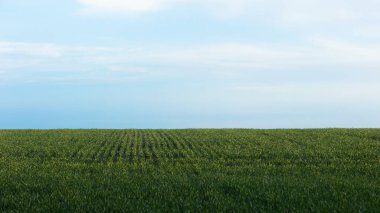 Genç buğday filizleriyle dolu tarla