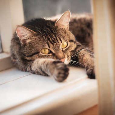 Tatlı kedi pencere pervazında dinleniyor. Kapat.