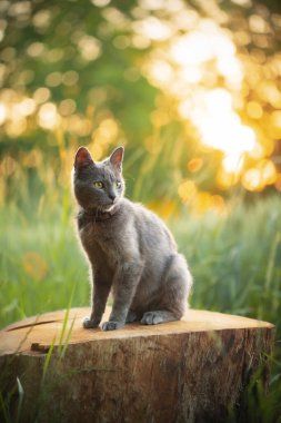 Şirin genç bir kedi setin arka planında bir kütüğe oturur.