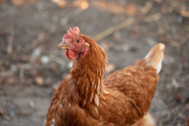 Akşam ışığında esmer tavuk