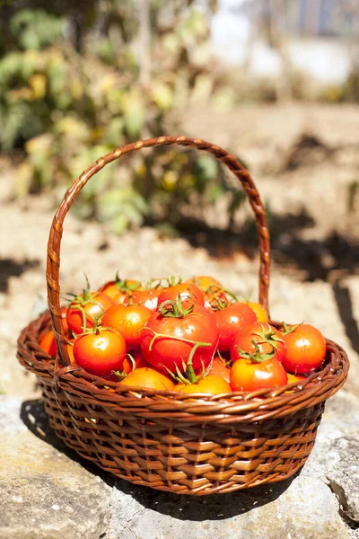 Tomater Från Lantgård Royaltyfria Stockfoton