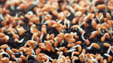 Su teresi filizlerinin yakın çekimi. Evde mikroçim yetiştiriyorum. Seçici odak.