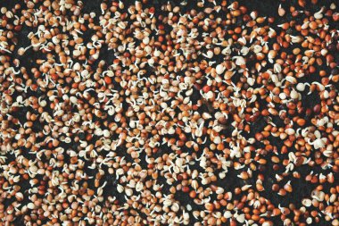 Brokoli filizlerinin yakın çekimi. Evde mikro yeşiller yetişiyor..