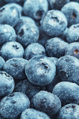 Selected blueberries with water drops close-up. Blue background.