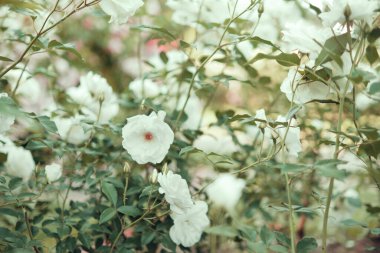 Bahçede çiçek açan beyaz güller. Seçici odak, bulanık arkaplan.