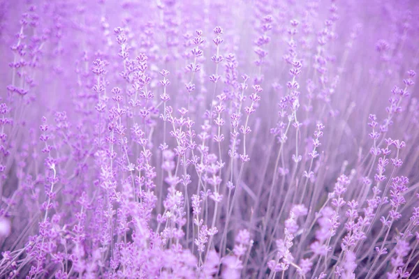 Blooming Lavender Soft Focus Blurred Background — Stock Photo, Image