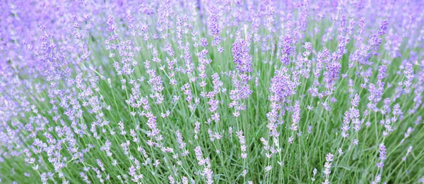 Blooming Lavender Soft Focus Blurred Background — Stock Photo, Image