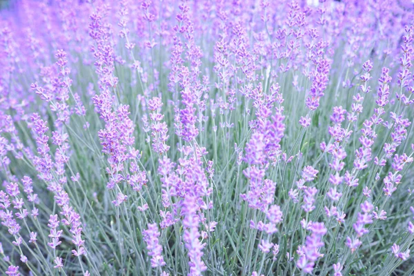 Blühender Lavendel Weicher Fokus Unklarer Hintergrund — Stockfoto