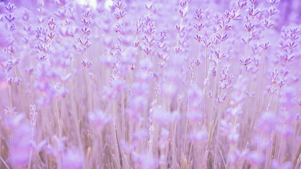 Blühender Lavendel Weicher Fokus Unklarer Hintergrund — Stockfoto
