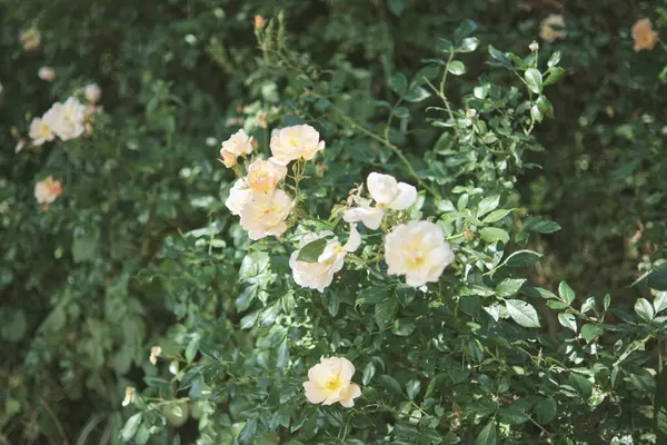 Espesuras Densas Rosales Jardín Rosas Crema Florecientes —  Fotos de Stock