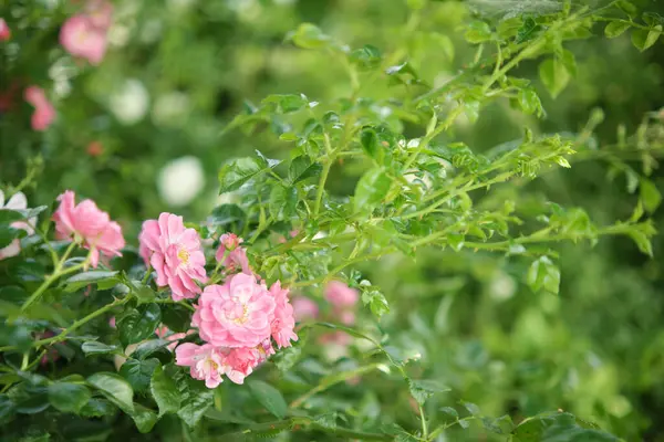 Rama Pequeñas Rosas Rosadas Jardín Arbusto Rosa Floreciente —  Fotos de Stock