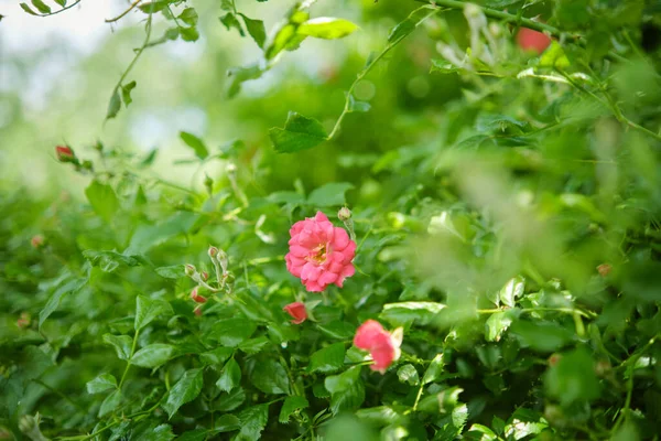 Kleine Blühende Rosa Rose Bush Mit Rosenblüten Garten Weicher Fokus — Stockfoto