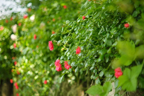 Blooming Rose Bushes Garden Live Green Fence Thickets Roses — Stock Photo, Image