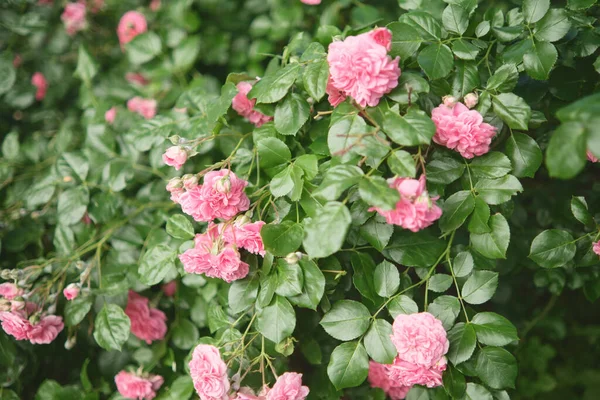 Ramas Rosales Jardín Rosas Rosadas Florecientes —  Fotos de Stock